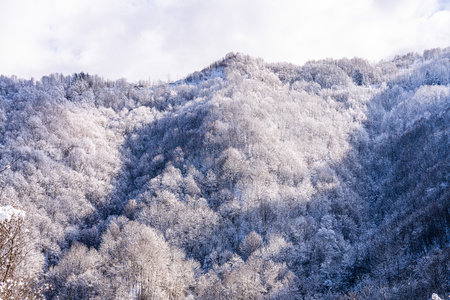 Snowy trees on the Nord Italians mountains in winterの写真素材