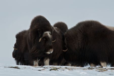 Musk Ox