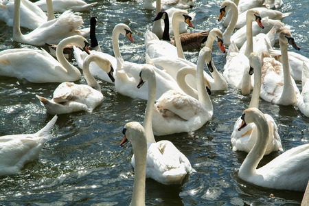 Swans in the lakeの写真素材