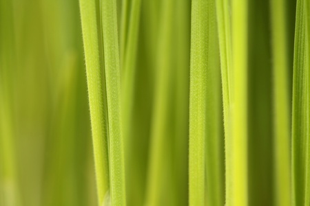 Grass Abstract Background