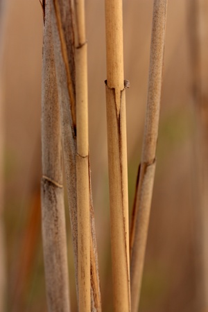 background from a dry reedの写真素材