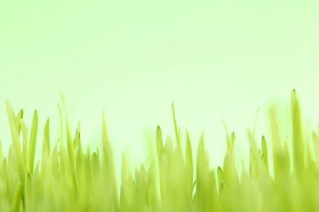 The background of fresh green grassの写真素材