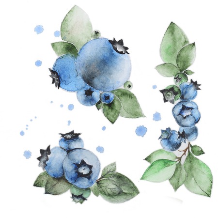 Set of watercolor blueberry on white background. Can be used for banner, cards, wedding invitations etc.の写真素材