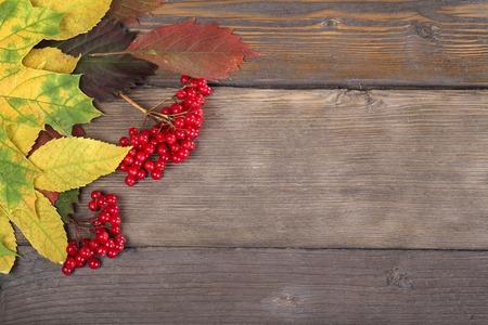 Red viburnum berries and leaves on the dark textured wooden boardの写真素材