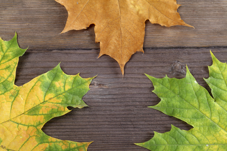 Autumn leaves over wooden background with copy spaceの写真素材