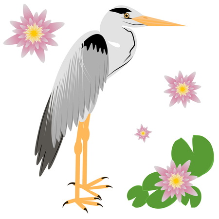 Illustration of a Heron. Heron isolated on white background. illustration Heron.のイラスト素材