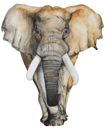 Watercolor Elephant on white background for brochure and t-shirt, invitation card and postcard.の写真素材