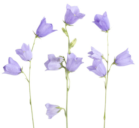 Collection of bell flowers isolated on white backgroundの写真素材
