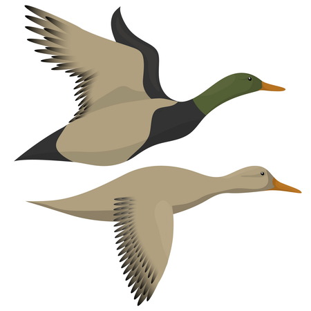 Drake and duck flyingのイラスト素材