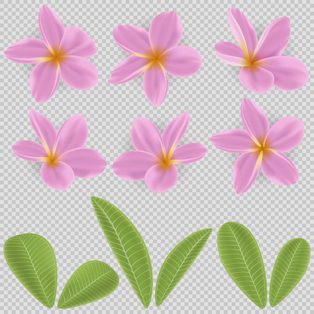 pink and yellow Plumeria Flowerのイラスト素材