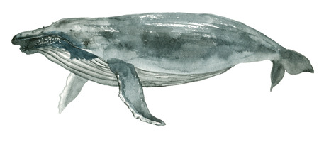 Watercolor blue whaleの写真素材
