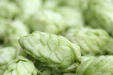 Close up of hop conesの写真素材