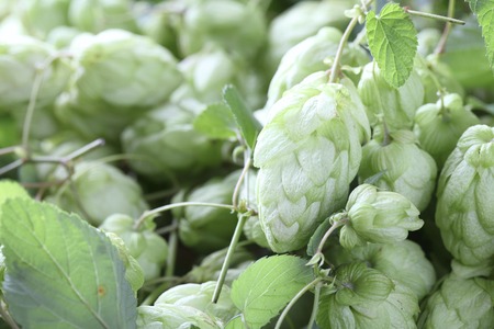 green hop cones with leafs