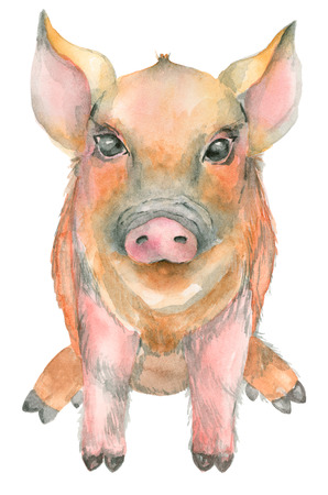 Watercolor Pig printの写真素材