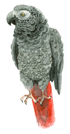 Watercolor parrot birdの写真素材
