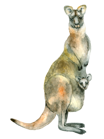 Watercolor australian kangarooの写真素材