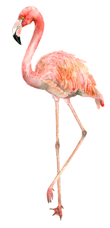 Watercolor bird flamingoの写真素材