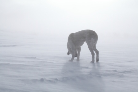 Dog on snow