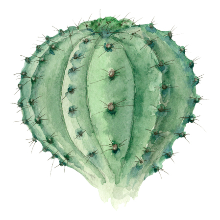 Cactus in watercolorの写真素材