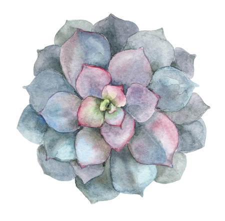 succulent in watercolorの写真素材