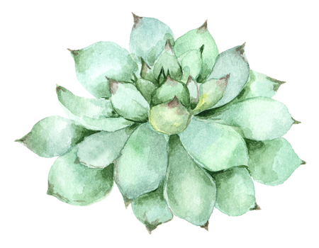 succulent in watercolorの写真素材