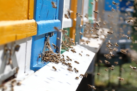 Hives in an apiary