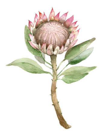 succulent with isolated white background.の写真素材