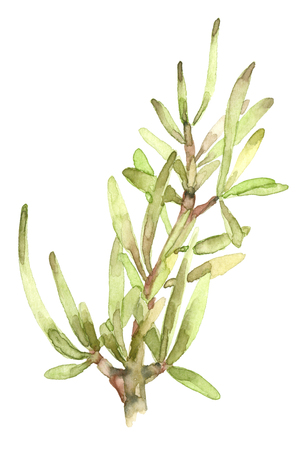 succulent in watercolorの写真素材