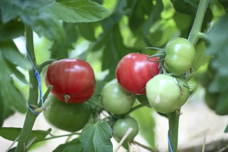Tomato plant growing in greenhouseの写真素材