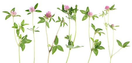 Clower flower stemsの写真素材