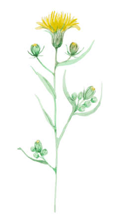 Thistle yellow flowerの写真素材