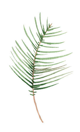 Branch of firの写真素材