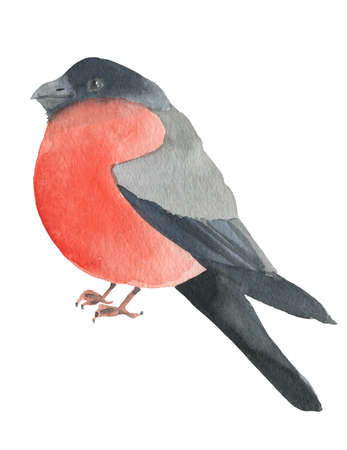Bullfinch in watercolorの写真素材