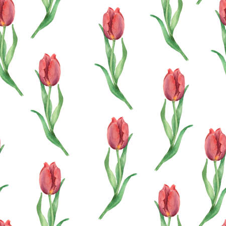 Watercolor Red Tulip patternの写真素材