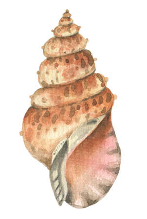 Watercolor shell elementの写真素材