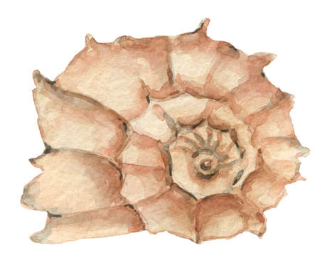 Watercolor shell elementの写真素材