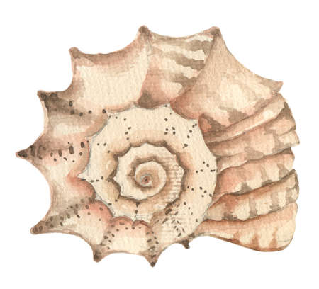 Watercolor shell elementの写真素材