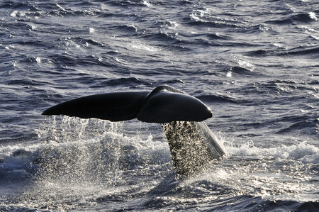sperm whale fluke