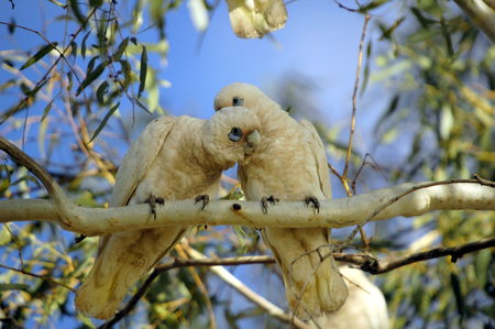 cockatoos in carawine gorge, western australiaの写真素材