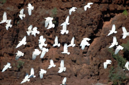 cockatoos in carawine gorge, western australiaの写真素材