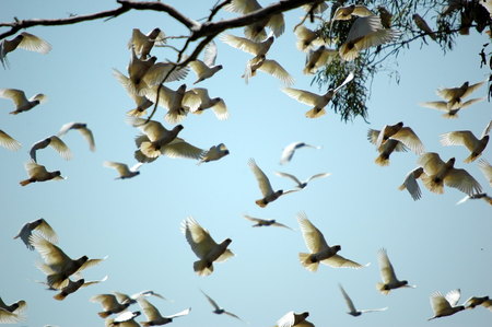 cockatoos in carawine gorge, western australiaの写真素材