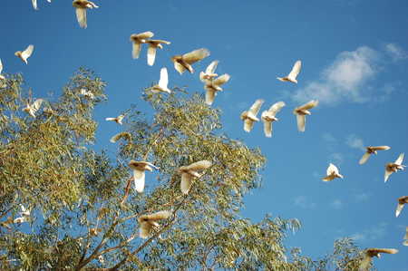 cockatoos in carawine gorge, western australiaの写真素材