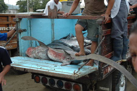 fisherman pacific coast, Ecuadorのeditorial素材