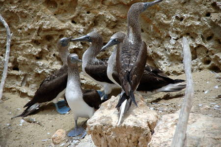 bird sanctuary Isla del muerte, Ecuadorの写真素材