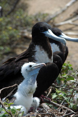 bird sanctuary Isla del muerte, Ecuadorの写真素材