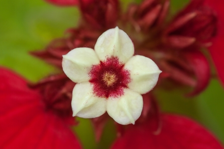 flowerの写真素材