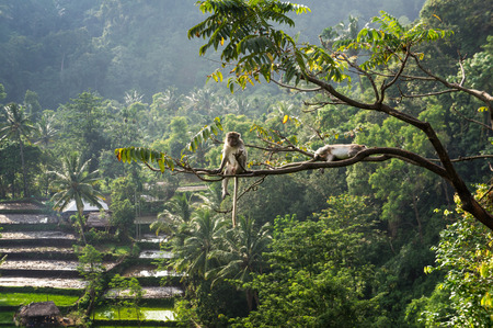 macaque (Macaca fascicularis) in rainforest sitting on tree in Senaru, Lombok, Indonesiaの写真素材