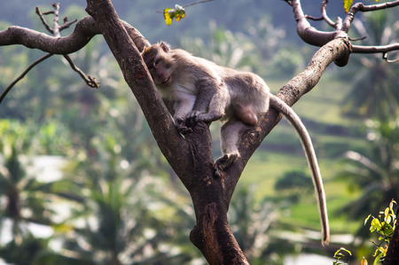 macaque (Macaca fascicularis) in rainforest sitting on tree in Senaru, Lombok, Indonesia