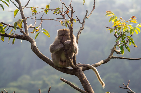 macaque in rainforest sitting on tree in Senaru, Lombok, Indonesiaの写真素材