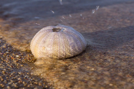 dead sea urchin washed to the sandy beach の写真素材